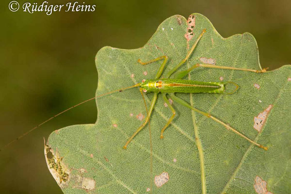 Meconema thalassinum (Gemeine Eichenschrecke) Männchen, 9.8.2019