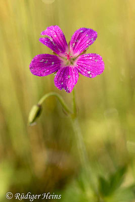 Geranium palustre (Sumpf-Storchschnabel), 10.8.2023