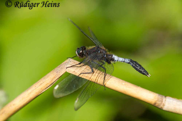 Leucorrhinia caudalis (Zierliche Moosjungfer) Männchen, 1.6.2017