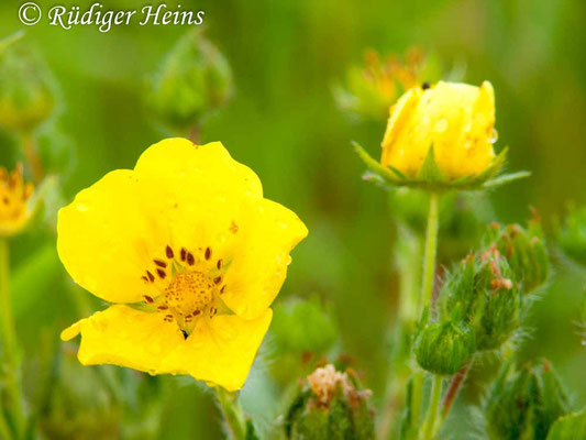 Potentilla reptans (Kriechendes Fingerkraut), 19.6.2011