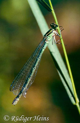 Coenagrion hastulatum (Speer-Azurjungfer) Weibchen, 30.6.1995 (Scan vom Dia)