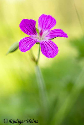 Geranium palustre (Sumpf-Storchschnabel), 26.6.2019