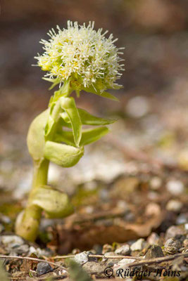 Petasites albus (Weiße Pestwurz)