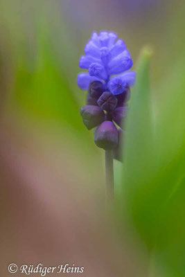 Muscari latifolium (Breitblättrige Traubenhyazinthe), 9.4.2023