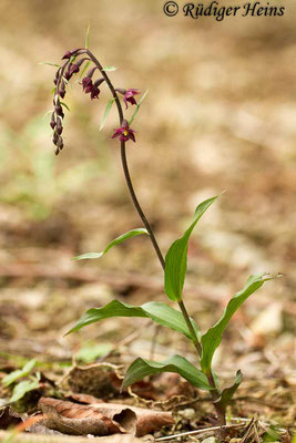 Epipactis atrorubens (Rotbraune Stendelwurz), 15.6.2012