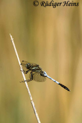 Orthetrum albistylum (Östlicher Blaupfeil) Männchen, 22.6.2017