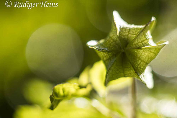 Nicandra physalodes (Giftbeere), 18.9.2022