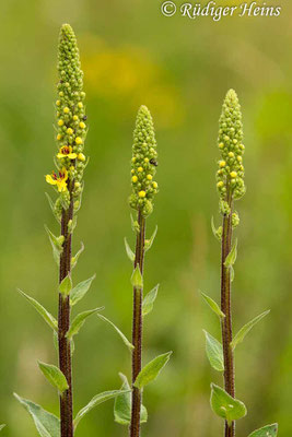 Verbascum nigrum (Schwarze Königskerze), 11.7.2019