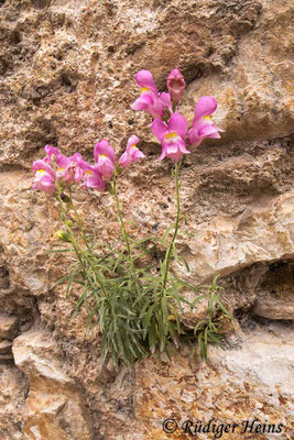 Antirrhinum majus (Großes Löwenmaul), 24.6.2021