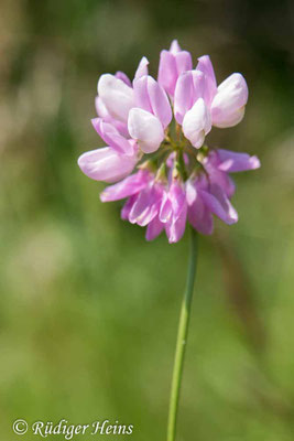 Securigera varia (Bunte Kronwicke)