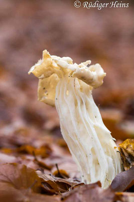 Helvella crispa (Herbst-Lorchel), 22.11.2020