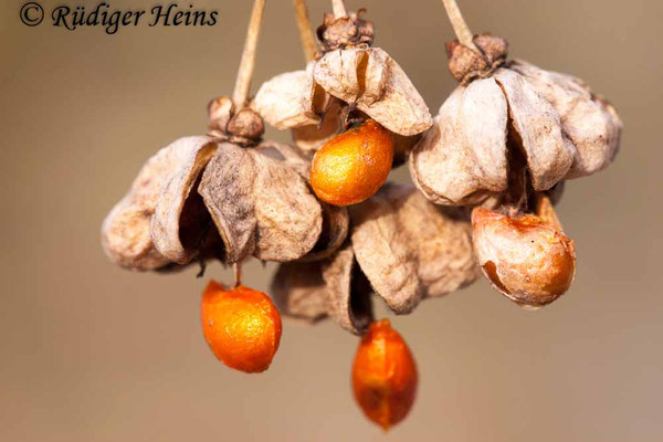 Euonymus europaeus (Europäisches Pfaffenhütchen)