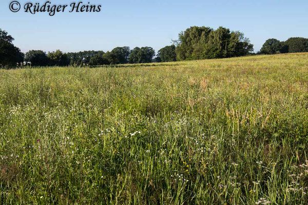 Neoepitriptus arthriticus (Seiden-Raubfliege) Habitat, 3.7.2021