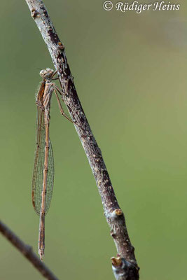 Gemeine Winterlibelle (Sympecma fusca) Männchen, 19.11.2022 - Makroobjektiv 180mm f/3.5