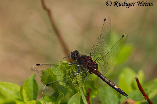 Leucorrhinia pectoralis (Große Moosjungfer), Männchen 15.5.2018