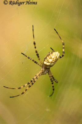 Argiope lobata, 21.5.2024