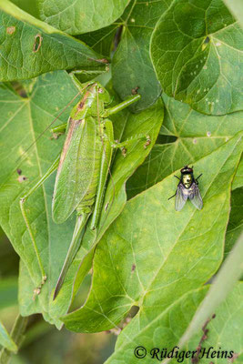 Tettigonia cantans (Zwitscherheupferd) Weibchen, 19.8.2019