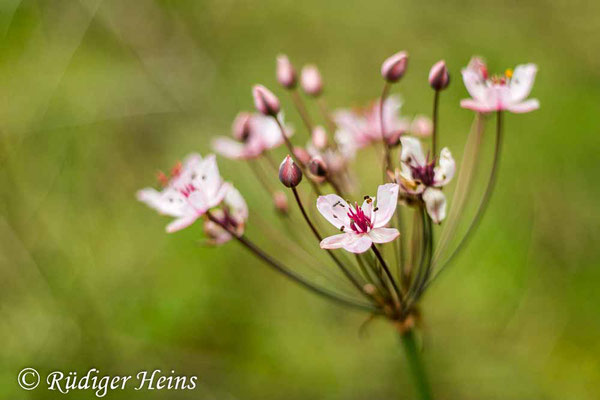 Schwanenblume (Butomus umbellatus), 25.7.2023 - Pentacolor 50mm f/1,8