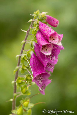 Digitalis purpurea (Roter Fingerhut), 1.7.2020