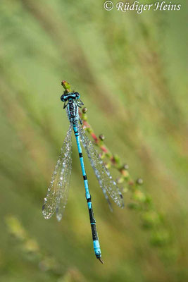 Coenagrion puella (Hufeisen-Azurjungfer) Männchen, 7.7.2023