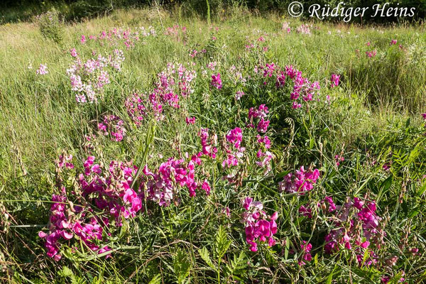 Lathyrus latifolius (Breitblättrige Platterbse)