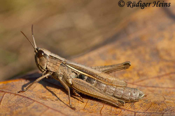 Chorthippus albomarginatus (Weißrandiger Grashüpfer) Weibchen, 25.10.2006