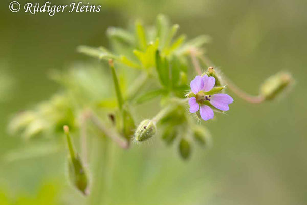 Geranium pusillum (Kleiner Storchschnabel), 25.6.2025
