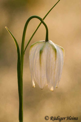 Fritillaria meleagris (Schachblume)