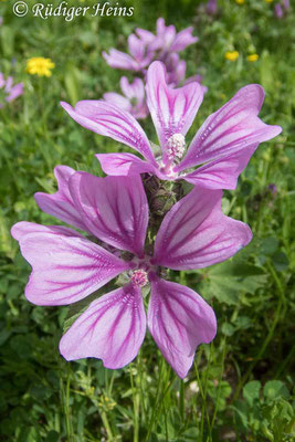 Malva sylvestris (Wilde Malve), 21.3.2024