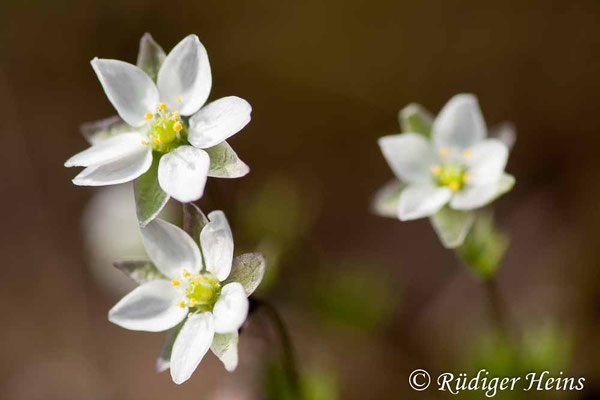 Spergula arvensis (Acker-Spark), 12.4.2008