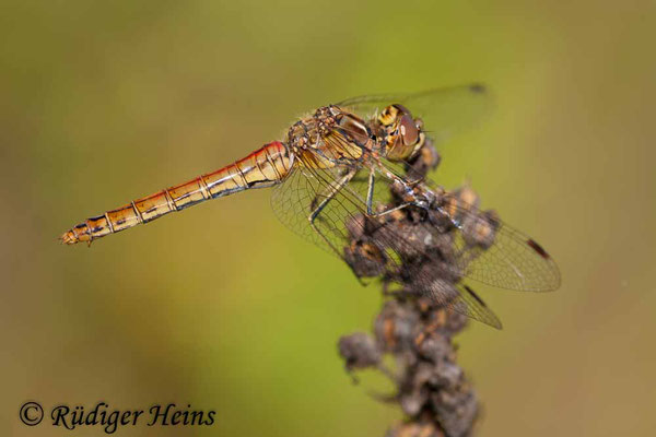 Sympetrum vulgatum (Gemeine Heidelibelle) Weibchen, 24.8.2008