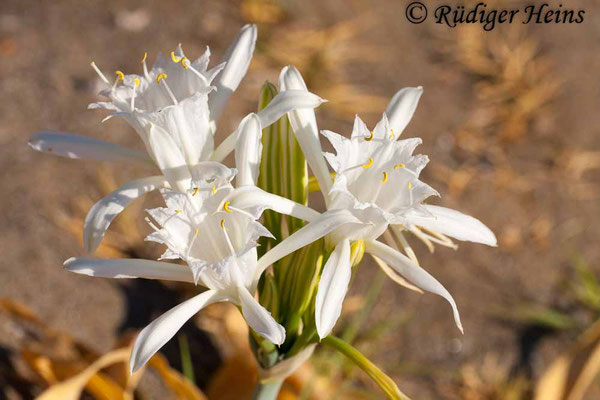 Pancratium maritimum (Dünen-Trichternarzisse oder Strandlilie)