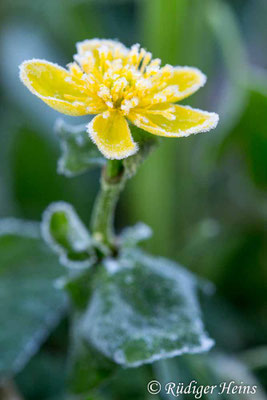 Caltha palustris (Sumpfdotterblume)