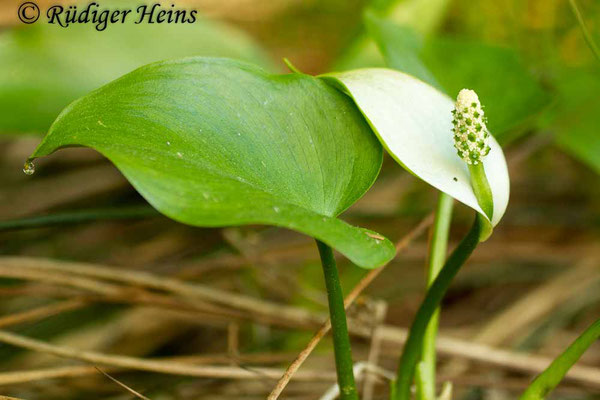 Calla palustris (Drachenwurz oder Sumpf-Calla), 5.6.2015