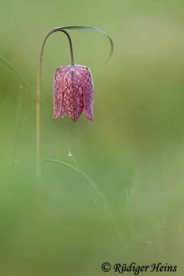 Fritillaria meleagris (Schachblume), 18.4.2023