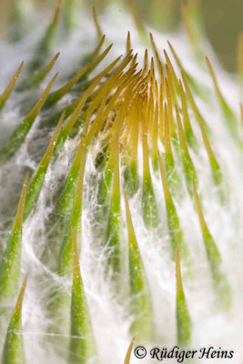 Onopordum acanthium (Gewöhnliche Eselsdistel) Knospendetail, 10.7.2019