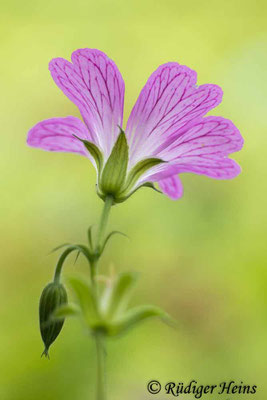Geranium endressii (Basken-Storchschnabel), 14.6.2024