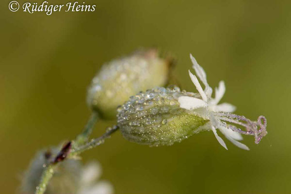 Silene vulgaris (Taubenkropf-Leimkraut), 16.8.2024