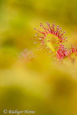 Drosera rotundifolia (Rundblättriger Sonnentau), 14.8.2016