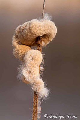 Typha latifolia (Breitblättriger Rohrkolben), 26.2.2011