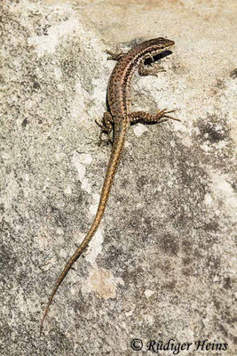 Podarcis muralis (Mauereidechse), 6.5.2019