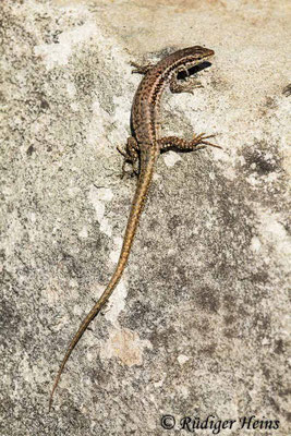 Podarcis muralis (Mauereidechse)