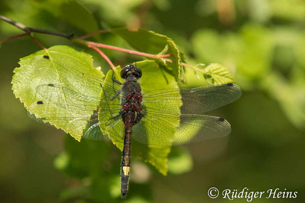 Leucorrhinia pectoralis (Große Moosjungfer) Männchen, 10.6.2023