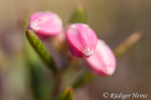 Andromeda polifolia, Rosmarinheide