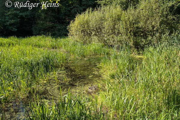 Aeshna cyanea, Blaugrüne Mosaikjungfer, Fortpflanzungsgewässer