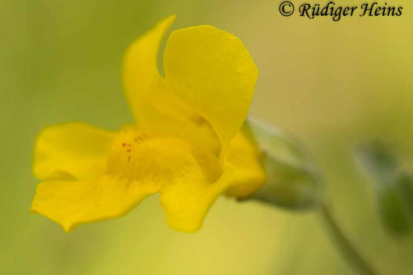 Mimulus guttatus (Gelbe Gauklerblume), 7.6.2024