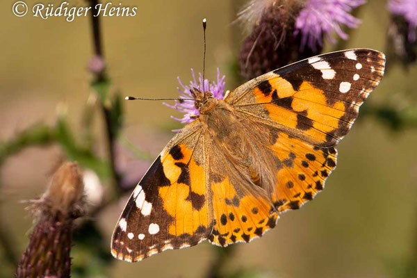 Vanessa cardui (Distelfalter), 26.7.2009