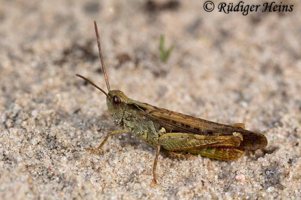 Chorthippus brunneus (Brauner Grashüpfer) Männchen, 18.9.2017