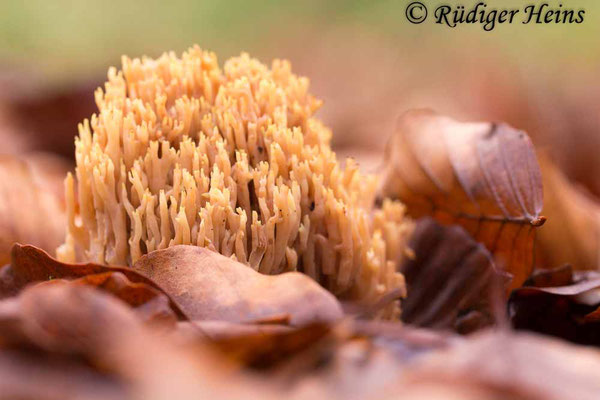 Ramaria sp. (Korallenpilz), 29.11.2015