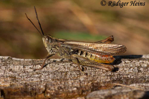 Chorthippus brunneus (Brauner Grashüpfer) Männchen, 26.10.2006